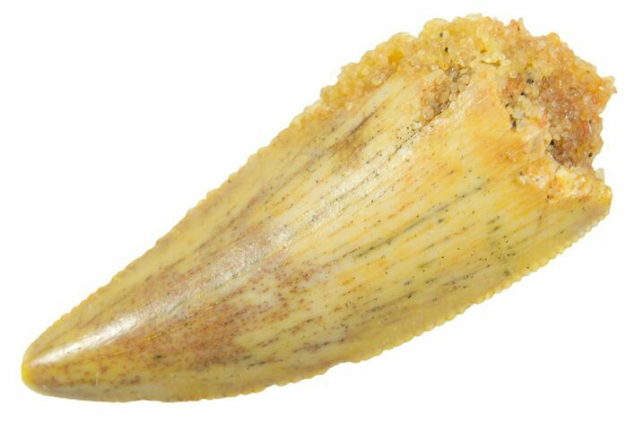 Serrated Raptor Tooth - Real Dinosaur Tooth #364871